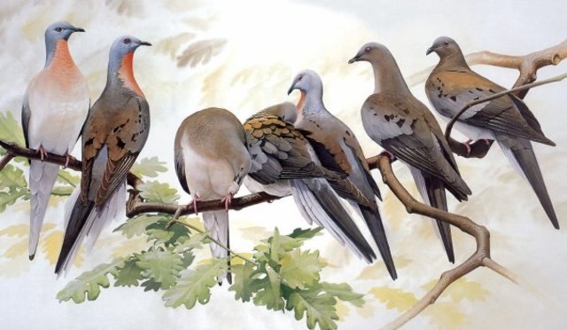 Passenger pigeon