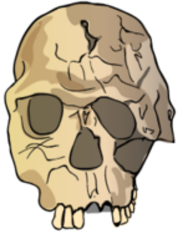 Homo Habilis