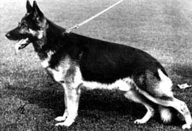 Всплеск в развитии качетсва породы