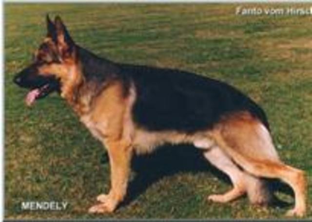 Фанто ф. Хиршель