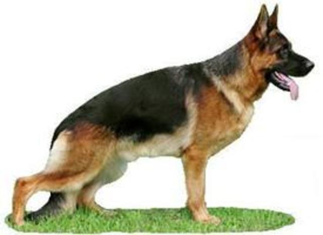 Немецкая овчарка в наше время