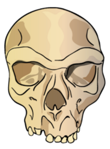 Homo heidelbergensis