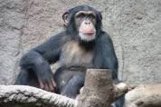 Chimpanzee