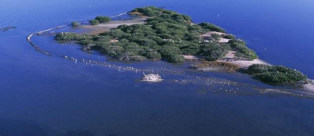 pelican island