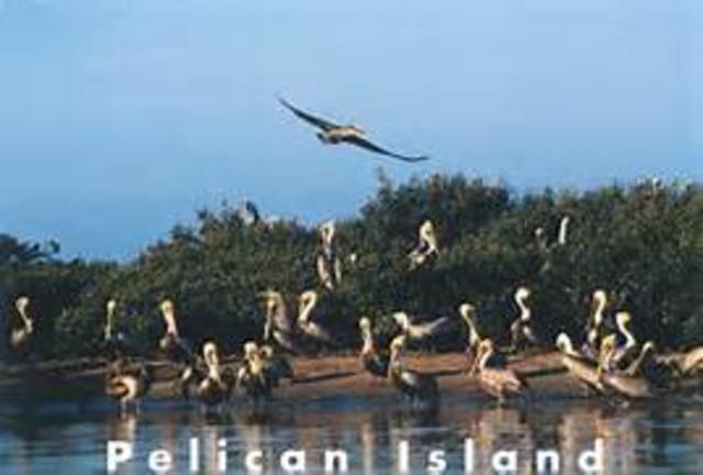 Pelican Island
