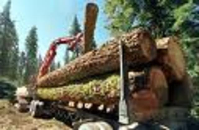 Ceación de la linea de tiempo.