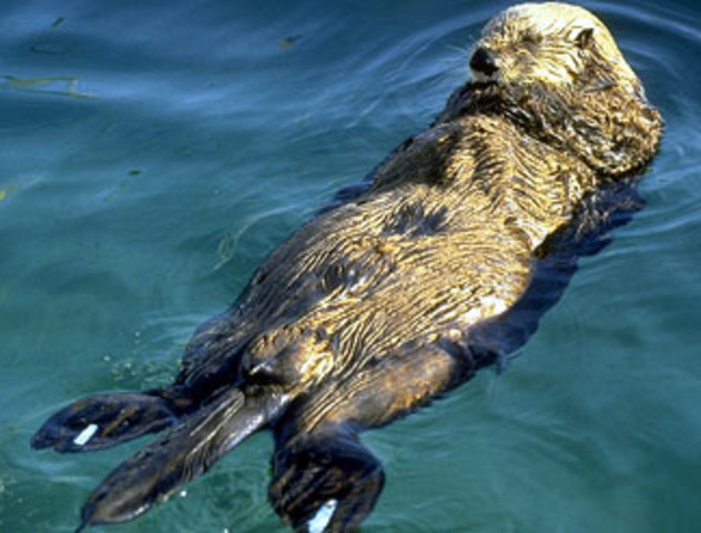 Terminamos la linea del tiempo.