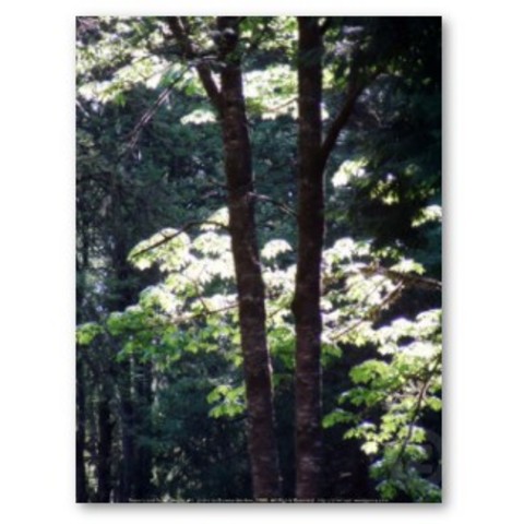 The Murder of Alicia Bartelett