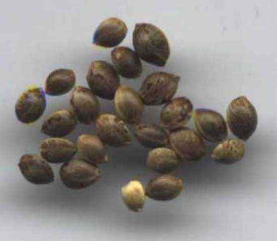 Starting Seeds Indoors