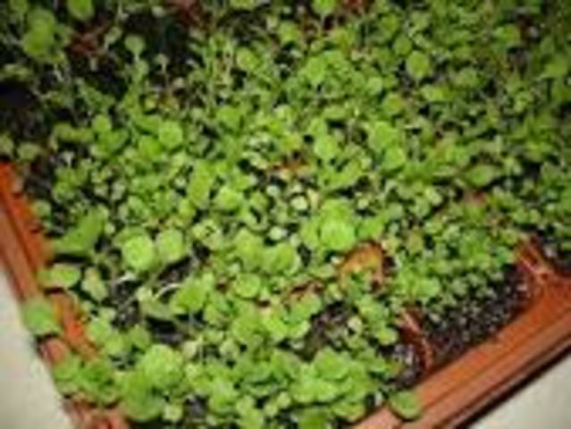 Fertilizing Seedlings