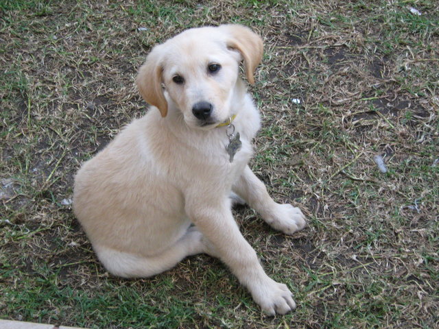 Crecimiento: Mi perro se pierde