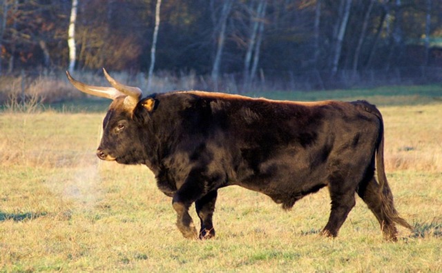 Aurochs