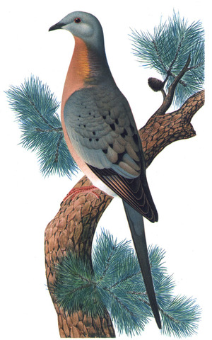 Passenger pigeon