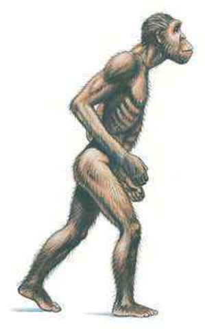 Australopithecus afarensis