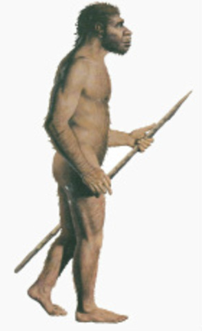 El hombre de Neandertal ( Homo sapiens neanderthalensis)