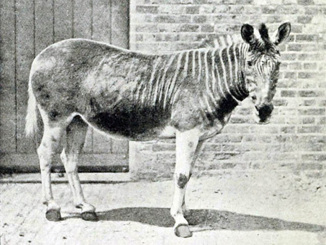 Quagga