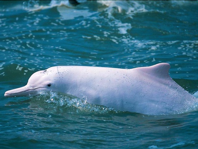 Chinese river dolphin