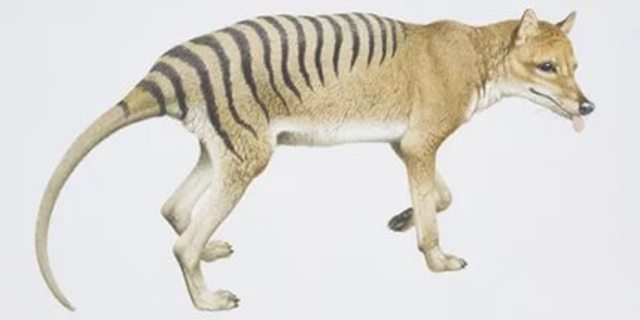 Tasmanian tiger