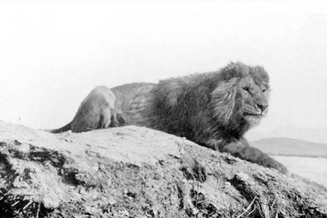 Barbary lion