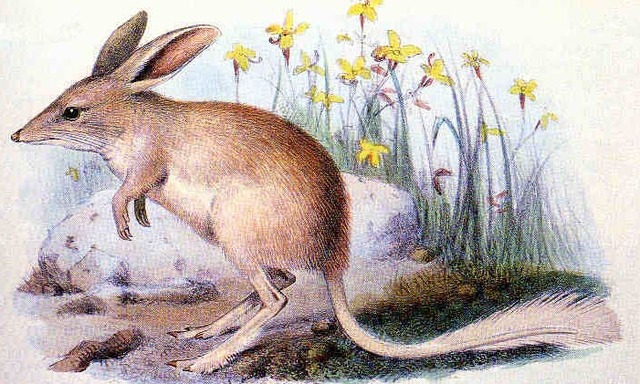 Lesser bilby