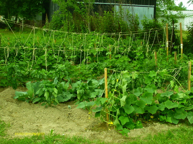 alls well with garden growing fast