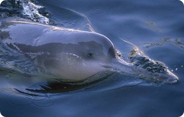 Chinese river dolphin