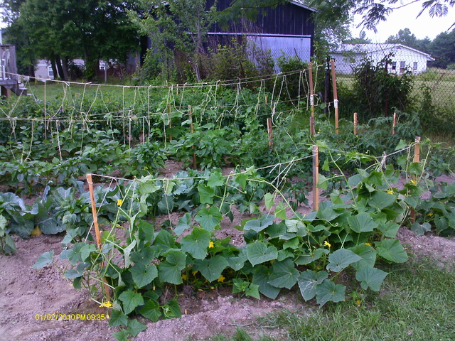 Starting to get a few cucumbers to eat