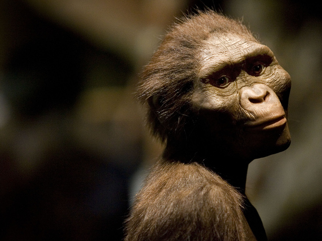 Australopithecus Afarensis
