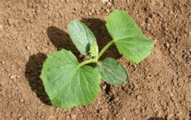 plants are about 4 to 6 inches high time to stake and string up