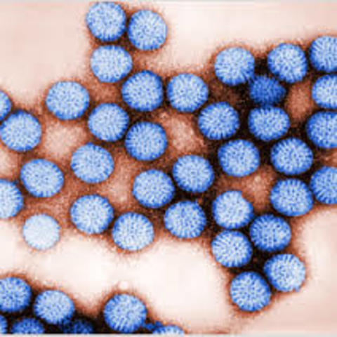 Rotavirus Discovered