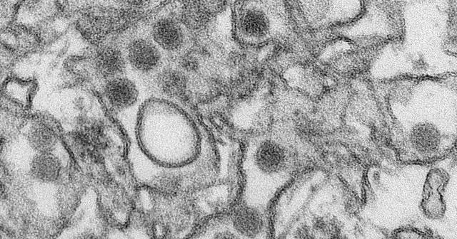 IDENTIFICAÇÃO DO VÍRUS.