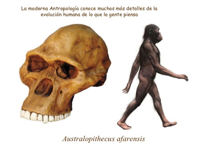 Australopithecus afarensis