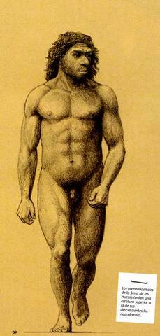 El hombre de atapuerca (Homo antecesor)