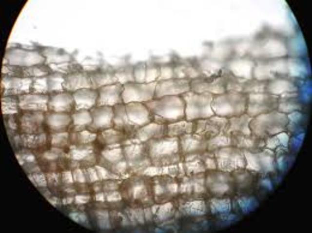 Robert C. Hooke discovers the cell