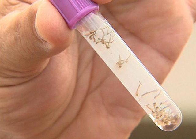 Encontrados em Seres Humanos