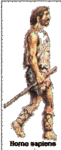 Homo sapiens sapiens