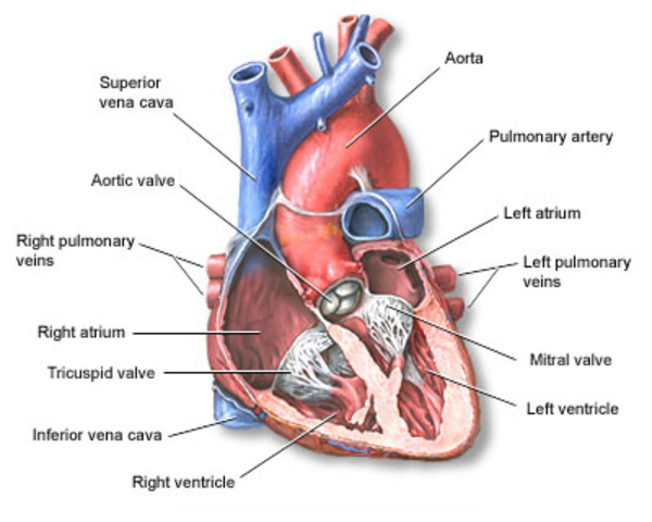 First heart transplant