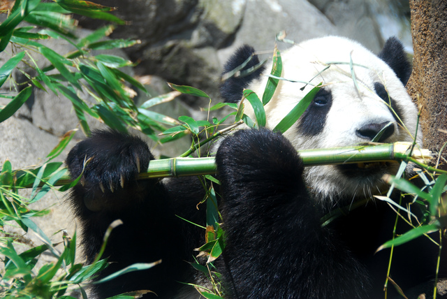 Western Discovery of the Giant Panda