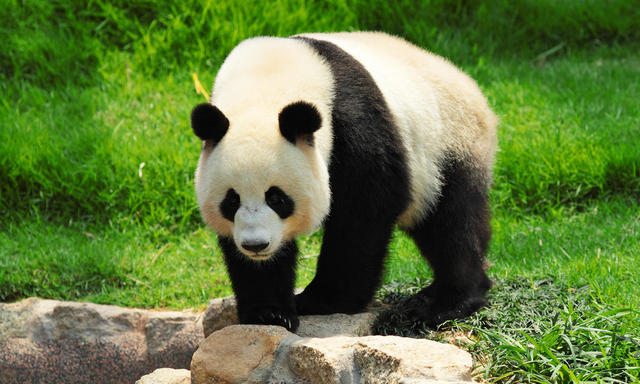 The Endangerment of the Giant Pandas