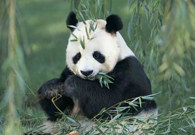 Giant Pandas in the Present.