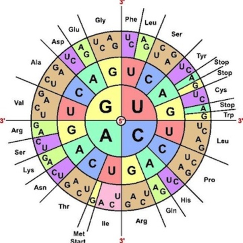 Genetic Code for Protein Synthesis