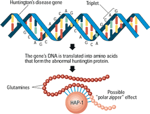Huntington's Disease