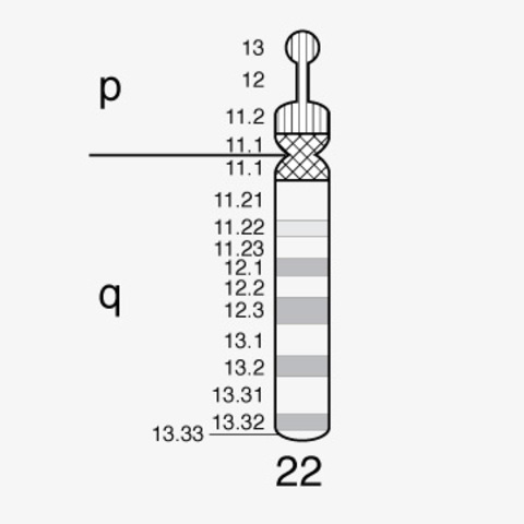 Chromosome 22