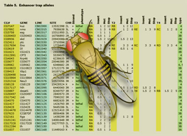 Genome of a Fruit Fly
