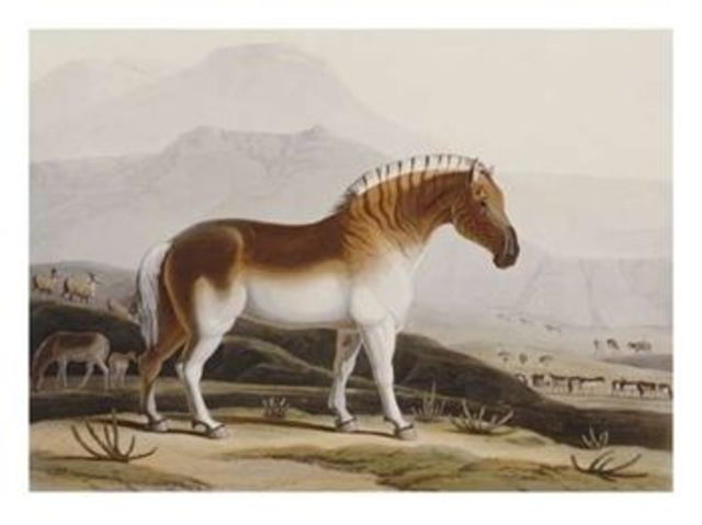 Quagga