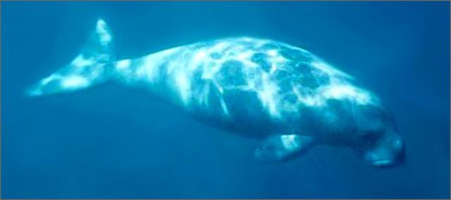 Steller`s Sea Cow