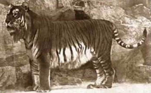 Casrian Tiger