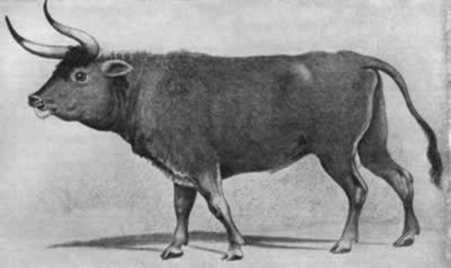 Aurochs