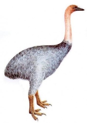 Aepyornis