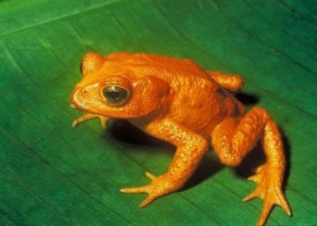 Golden Frog